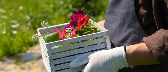 Wall Mural - Farmer is holding a flower seedlings, closeup view.