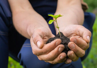 Wall Mural - Close up of gardener hands holding seedling.