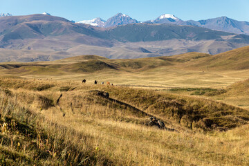 Wall Mural - path in the mountains