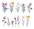 Watercolor hand drawn set with illustration of wild flowers bouquet. Floral elements clover, lavender, herbs isolated on white background. Beautiful meadow flowers collection