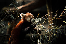  Cute Red Panda (Ailurus Fulgens) In The Zoo On The Tree Is Playing With Branches