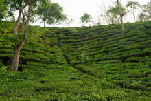 The Most Beautiful Tea Gardens In Bangladesh To Visit