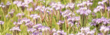 Blooming Country Field Of Pink And Purple Wildflowers Phacelia. Natural Background, Texture. Farm Industry And Production, Honey, Ornamental Plants, Gardening Concepts