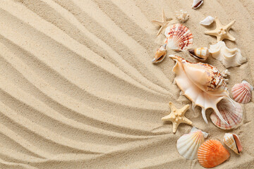 Wall Mural - Many different sea shells and starfishes on sea coast