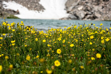 Tiny Yellow Flowers Bloom With Andrews Glacier In The Background