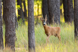 Fototapeta Zwierzęta - Curious roe deer, capreolus capreolus, buck approaching from front view in pine forest with green grass. Wild mammal with antlers and orange fur walking among trees. Animal wildlife in summer.