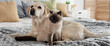 labrador and cat on soft bed together, banner.