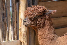 Beautiful Red Alpaca Or Lama Pacos Is A Species Of South American Camelid Mammal, Closeup Of An Alpaca's Face, In A Farm