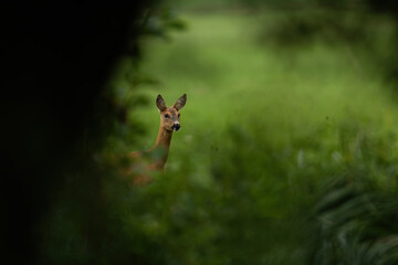 Wall Mural - cute roe deer, capreolus capreolus, doe hiding behind green trees in summer nature. adorable wild ma