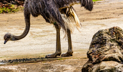 Wall Mural - Ostrich keeps a waery eye out.. Auckland Zoo, Auckland, New Zealand