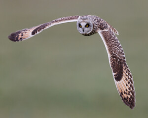 Poster - Short-eared owl in flight