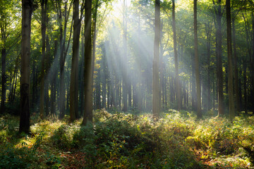  Beautiful sunny morning in the green forest