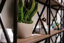 Green Plant In A Vase On A Shelf Of Wood And Metal