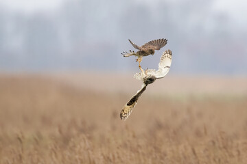 Poster - Short-eared owl fighting with common kestrel