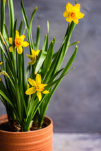 Seasonal Home Decor With Flower Pot Of Daffodils