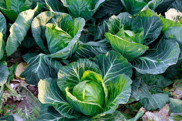 Wall Mural - Cabbage grows close up in sunlight. Growing cabbage in a field or in a farmer's greenhouse. Agriculture.