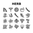 Medical Herb Natural Ingredient Icons Set Vector. Saffron And Chamomile Flower Bud, Ginseng And Coriander Leaves, Oregano Thyme Branch Medical Herb. Anise And Basil Plant Black Contour Illustrations