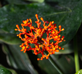 Buddha belly plant or gout plant (Jatropha podagrica), Euphorbiaceae. Botanical Garden, KIT, Karlsruhe, Germany, Europe.