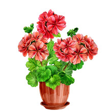 Blooming Red Geranium In A Ceramic Pot. Hand Drawn Watercolor Painting Isolated On White Background. Pelargonium Flower Postcard. Botanical Design Element.