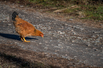 poultry, chickens and roosters in the countryside in early spring graze on the grass, agriculture, poultry farming