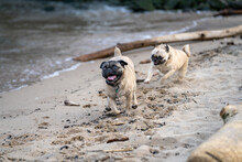 Two Pugs Chasing Each Other On A Beach Smiling