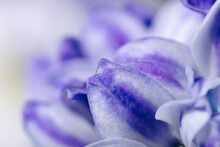 Blooming Purple Hyacinth Flowers Close-up Macro Photography