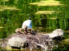 Seagull Feeding Its Chicks In A Nest In The Middle Of The Lake