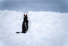 Gentoo Penguin Stands In Deep Snow Squawking