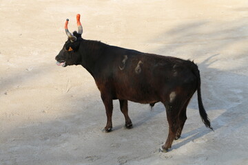 Poster - Course Camarguaise