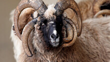 Navajo Churro Sheep Closeup