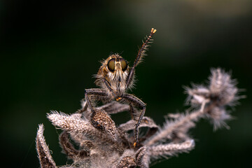 Wall Mural - Macro shot of a robber fly in the garden