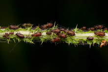 A Herd Of Plant Louse (aphid) On A Green Leaf
