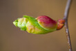 Lindenknospe - Tilia spec. - Tilia leaf bud opening in spring