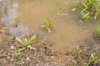 Newborn tadpoles in the water of a puddle