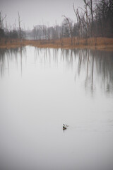 Wall Mural - Ducks swimming in a pond on a cloudy day