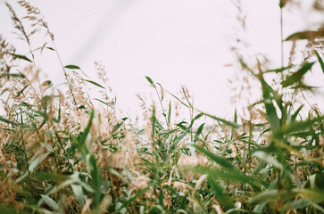 green grass with blurred background