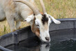 Horned goat drinking water from black rubber trough tub