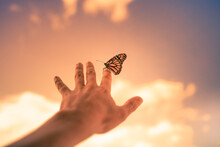 Butterfly Landing Person's Finger At Sunrise