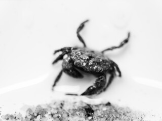 Wall Mural - small crab