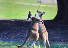 Two Kangaroos Are Fighting Or Dancing On A Green Field