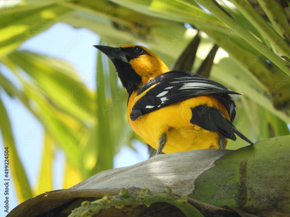 Calandria Dorso Negro Mayor (Icterus Gularis) posada en un árbol. Stock ...