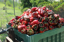 Basket Of Ripe Peppers Freshly Picked From The Field