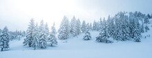Panoramic View Of Pine Trees Growing On Snowy Mountain