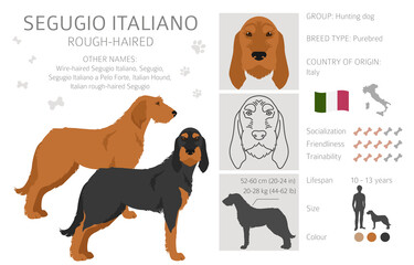 Wall Mural - Segugio Italiano rough haired clipart. Different poses, coat colors set