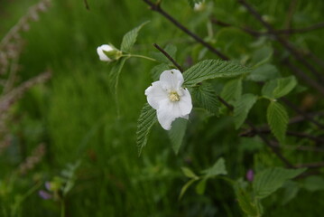 Sticker - Jet bead (Rhodotypos scandens) flowers. Rosaceae deciduous shrub. White flowers bloom from April to May, and four shiny black fruits remain until spring.