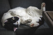 Schwarz-weiße Katze in lustiger Pose auf Sofa