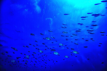 Poster - flock of fish in the sea background underwater view