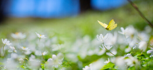 Aufkleber - Art Spring floral landscape; beautiful white spring flower and fly butterfly against evening sunny sky; nature landscape background.