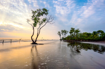 Wall Mural - Lonely tree on the beach in morning.