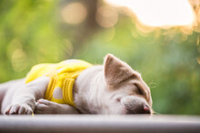Labrador Puppy In Sweater Sleep With Foliage Sunset Bokeh